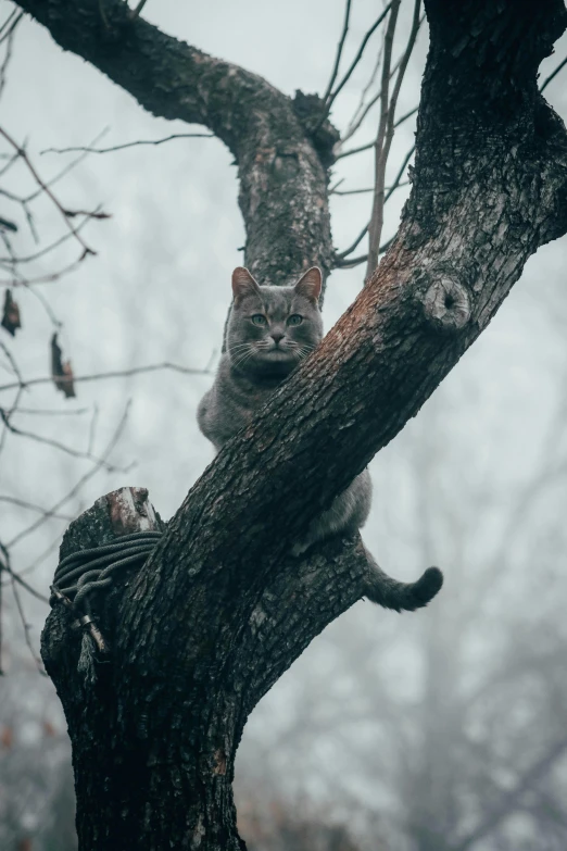 a cat sitting on top of a tree limb