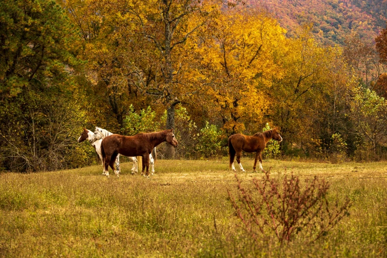 two brown horses in grassy field next to trees