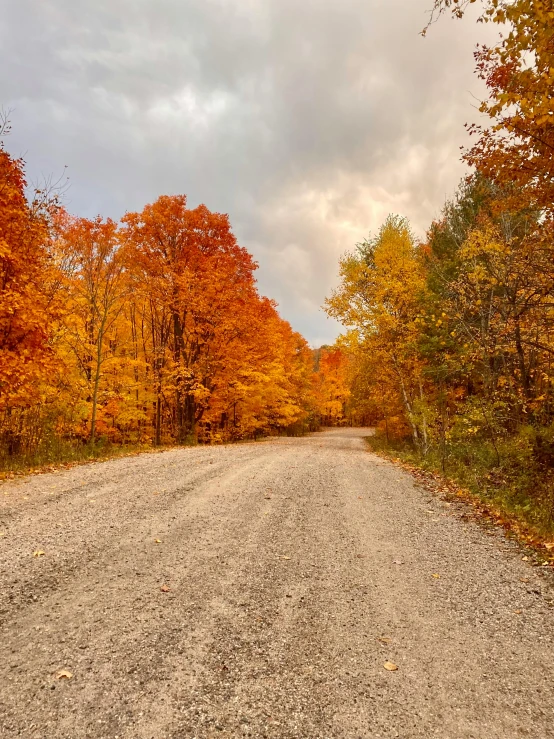 the trees are turning to orange for fall