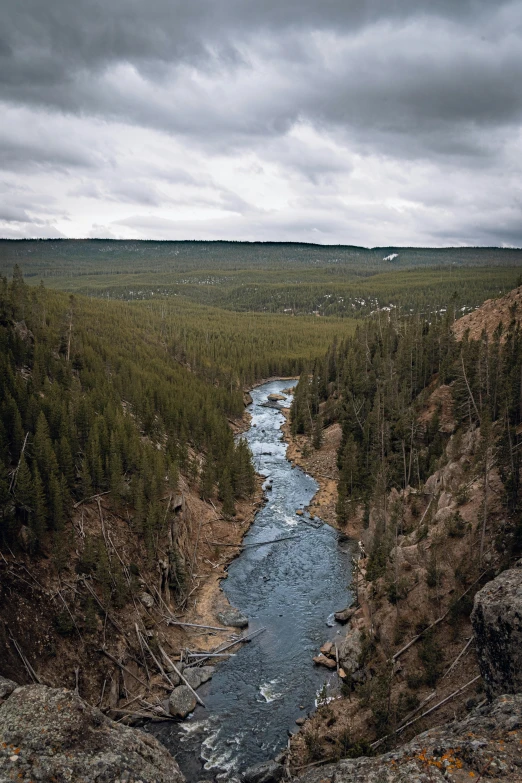 a river in a forest surrounded by forest area