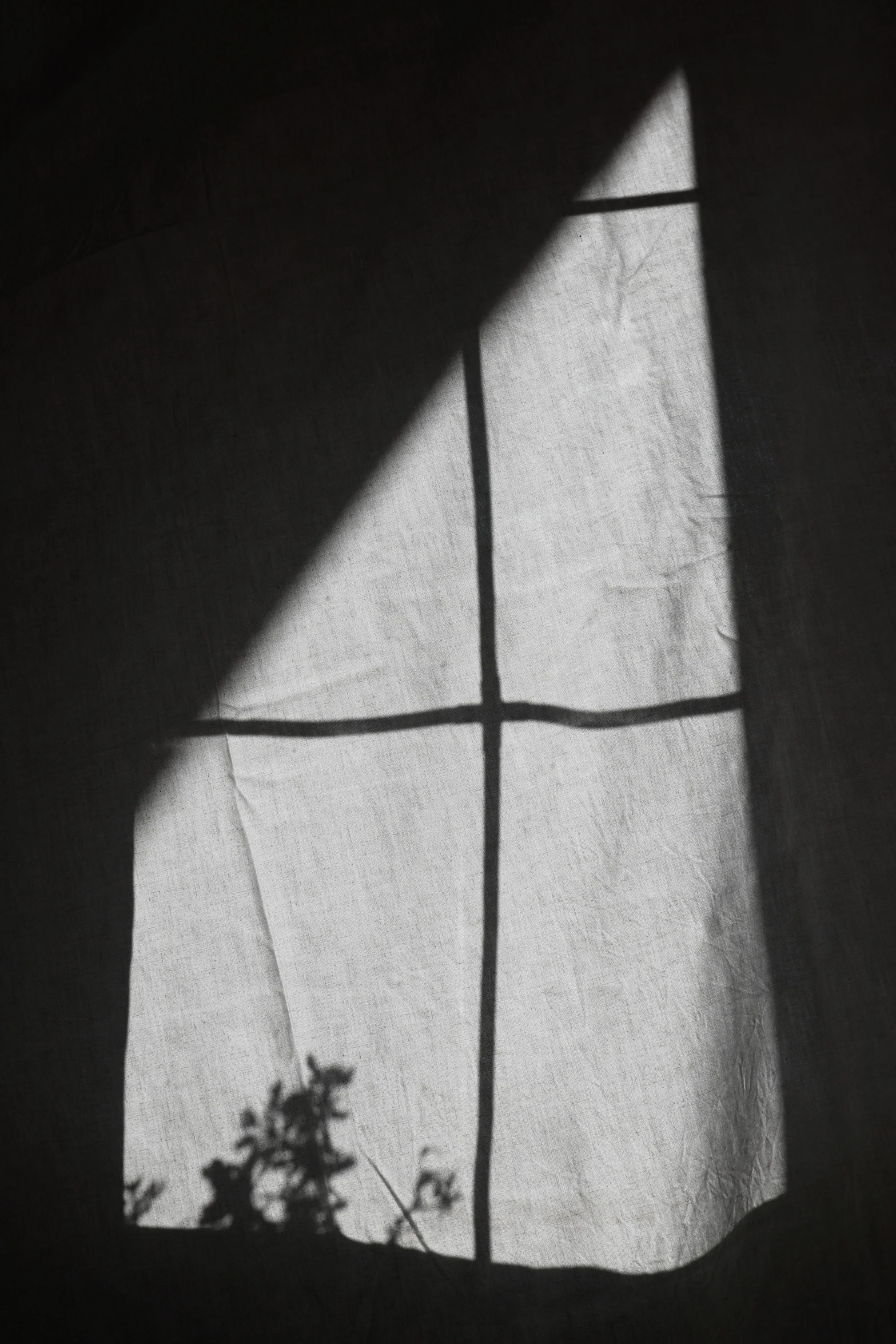 the shadows of windows on the wall reflect a plant in the window