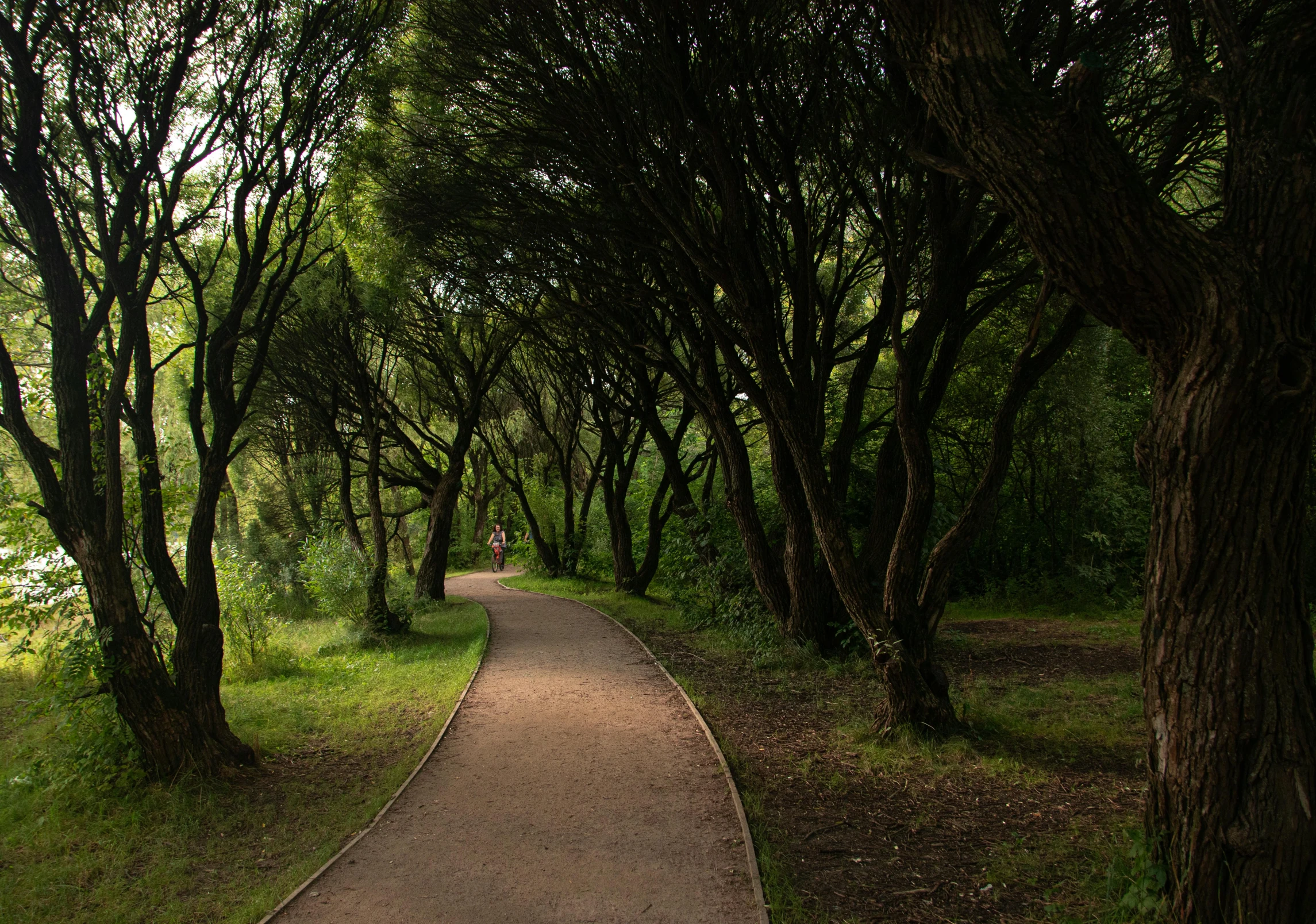 a path in the woods that runs through trees