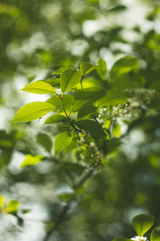 leaves with buds are pictured on a nch