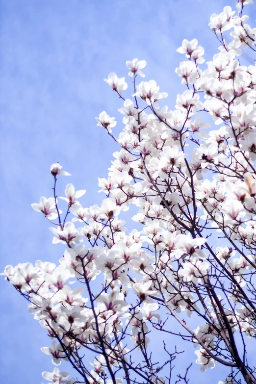 nches and white flowers against the blue sky