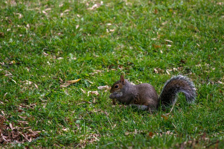 a squirrel sitting on the ground in the grass