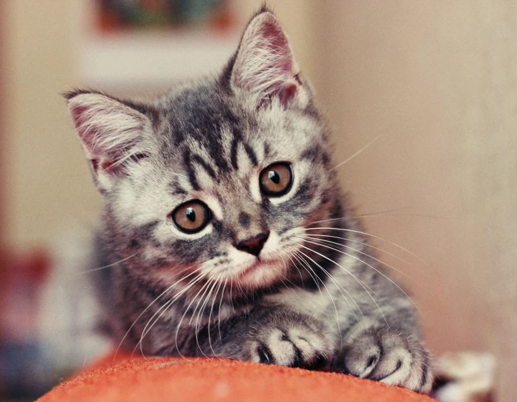 a gray kitten with yellow eyes is laying down on top of a pillow