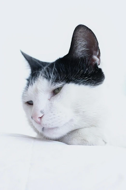 a black and white cat resting on a white blanket