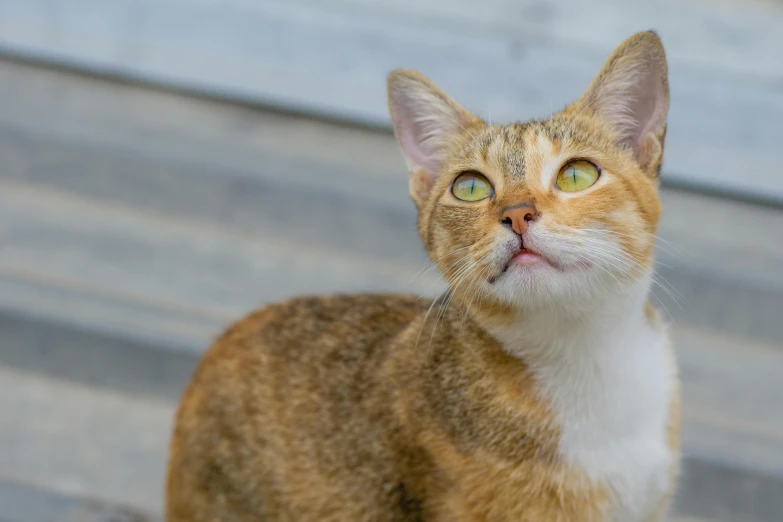 an orange tabby cat looking up to the sky