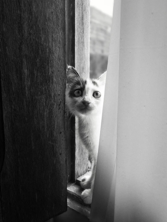 black and white pograph of cat in a window looking outside