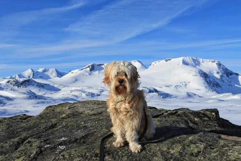 a dog standing on top of a mountain