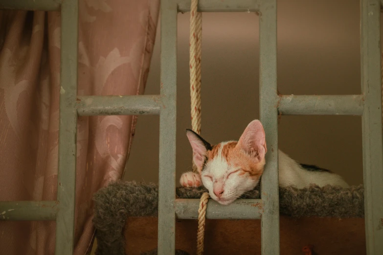 a cat that is sitting on top of a cage