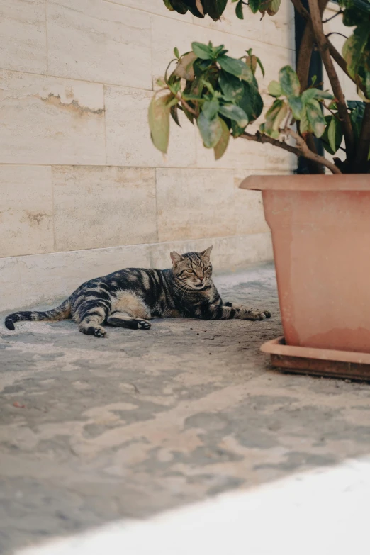 a cat is laying on the ground in front of a potted plant