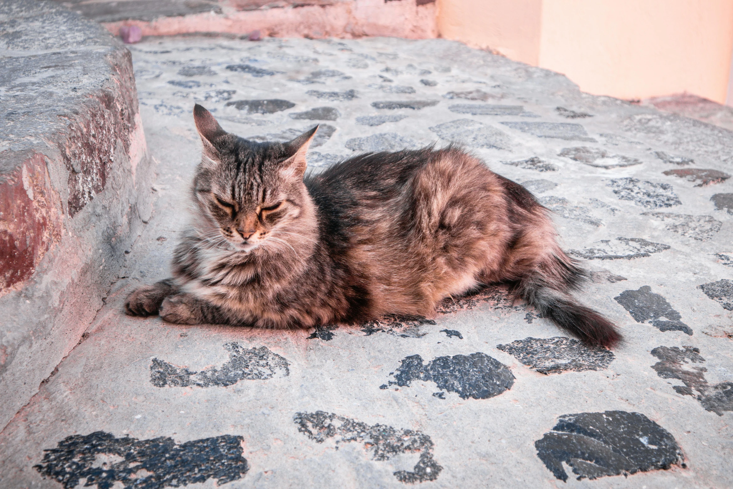 a brown cat is sitting near a stone wall