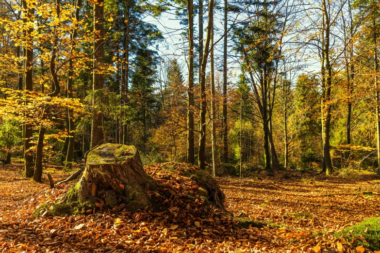 a large log sitting in the middle of a forest