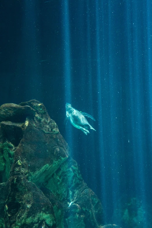 a sea lion swimming underneath a light filled underwater cave