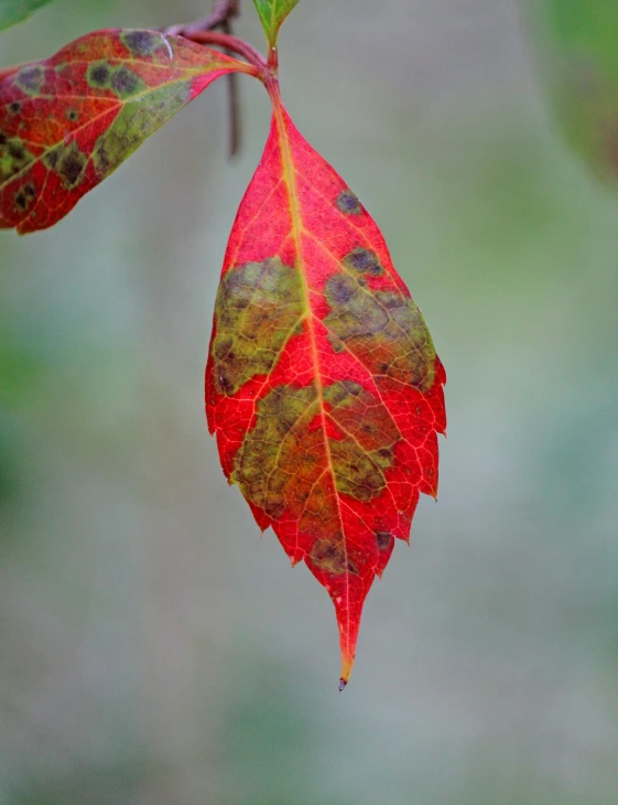 an orange and green leaf with some brown spots on it