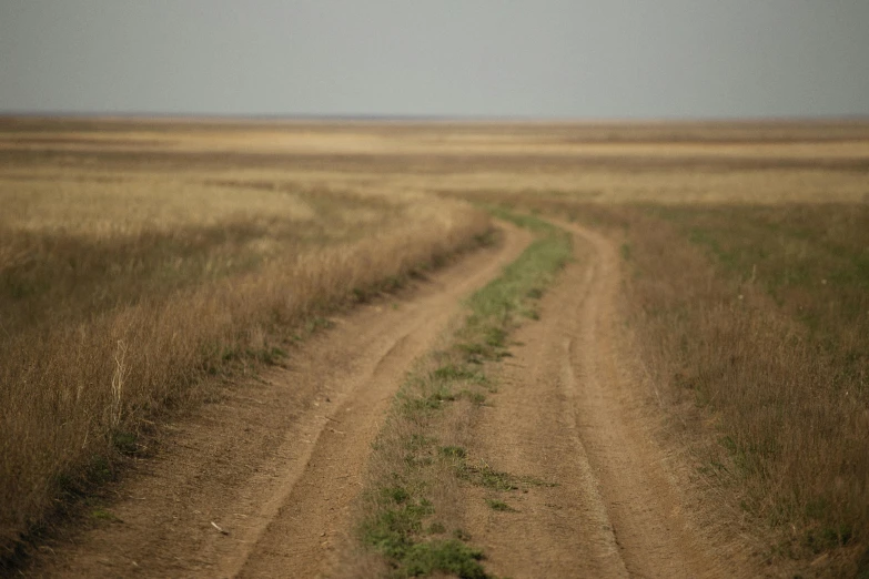 a horse is standing on the middle of a road