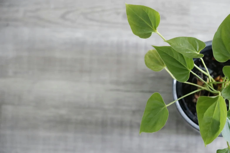 some leaves and nches of a green plant on a table