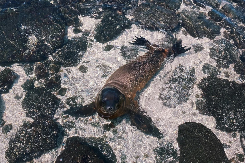 a large seal on the rocky shore with its mouth open