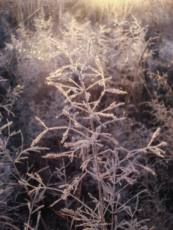 closeup of frosted plant with long stems in foreground