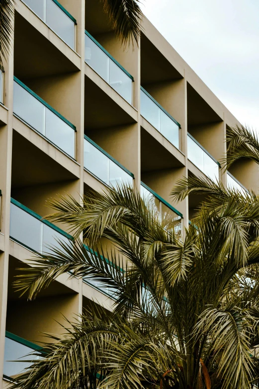 a palm tree in front of a building