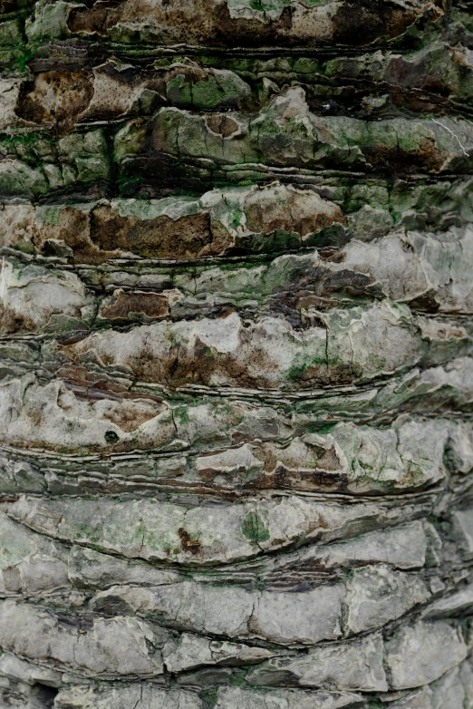 a closeup of green and grey rocks with moss growing in the center