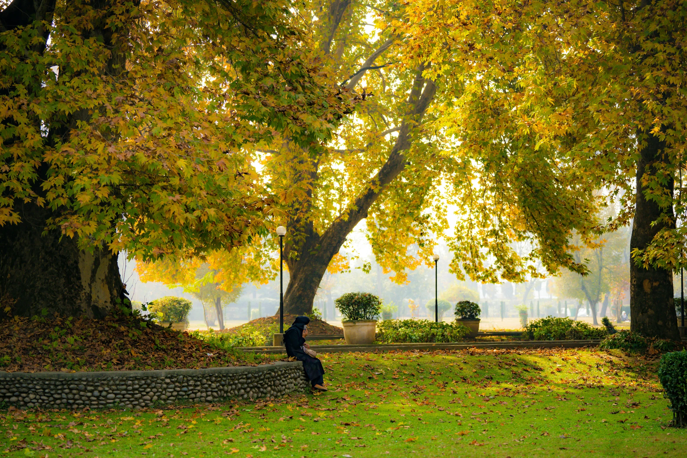 there is a bench under the tree in the park