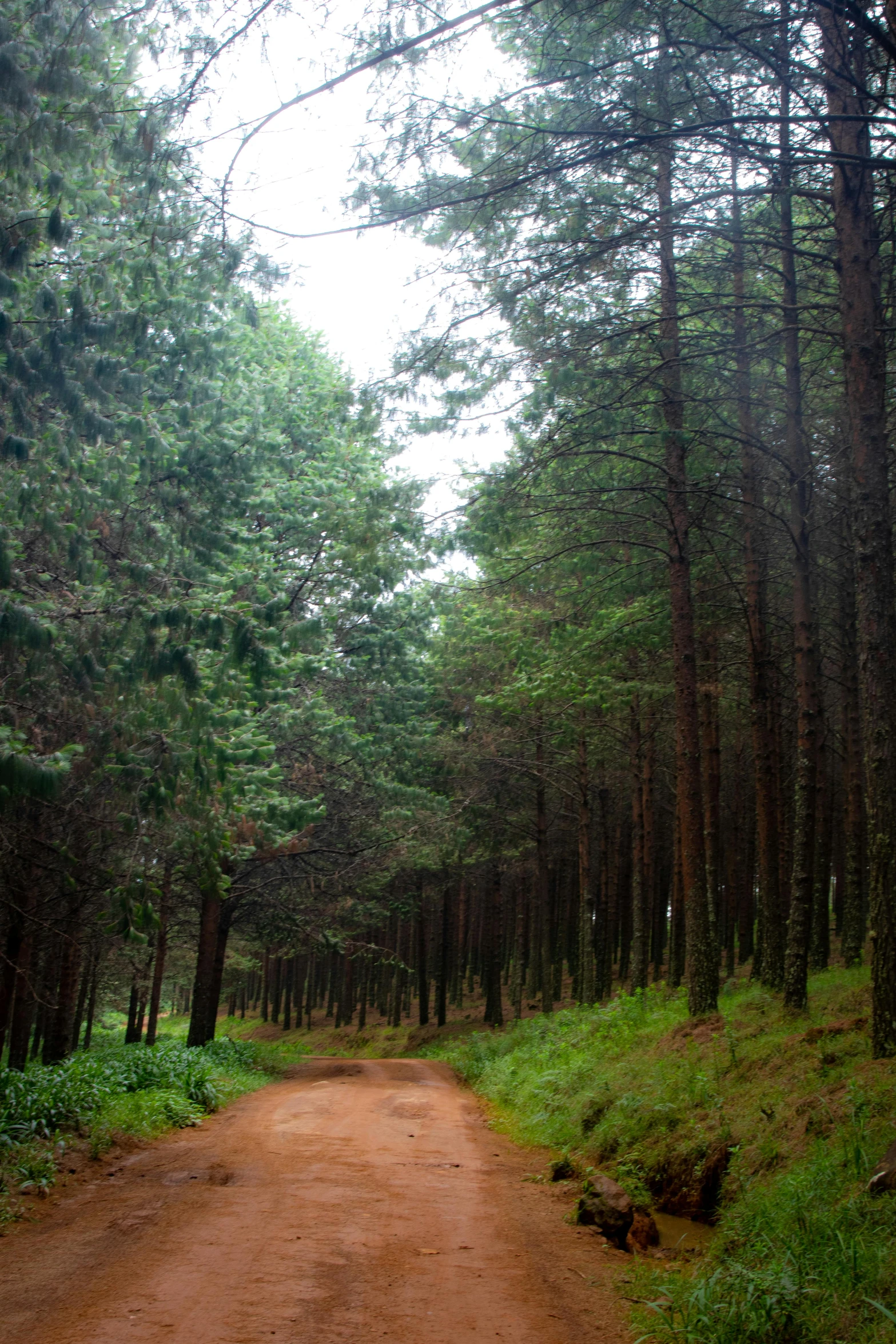 a dirt road surrounded by lots of tall trees