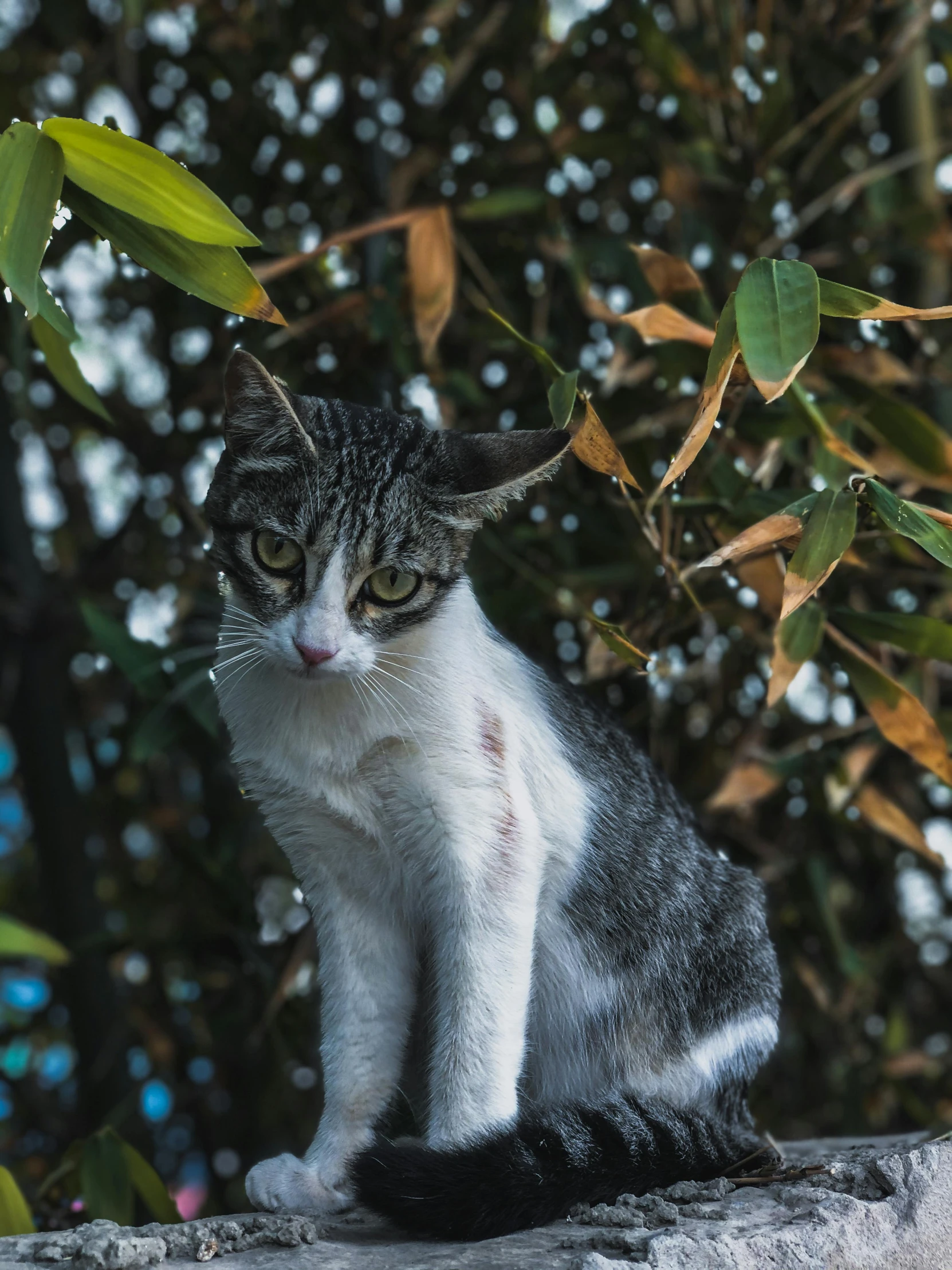 a cat sitting on top of a stone wall next to trees