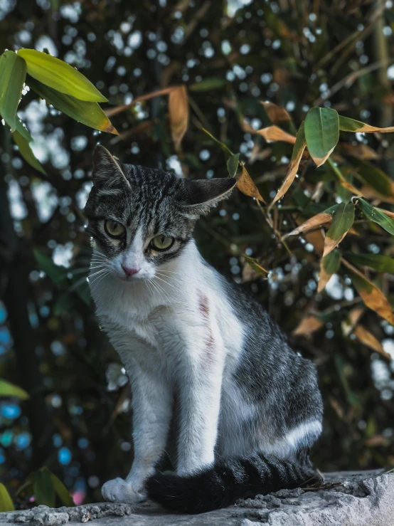 a cat sitting on top of a stone wall next to trees