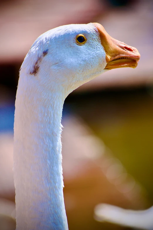 a closeup of a duck's head and neck