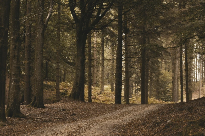 a dirt path running through a green forest