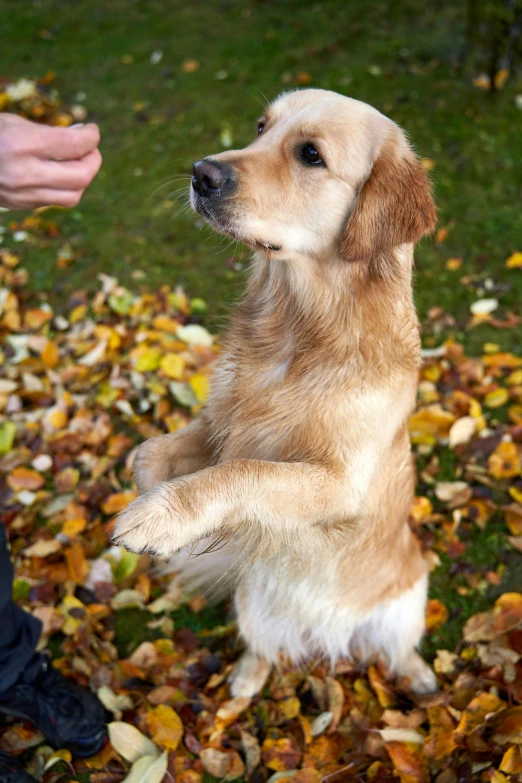 a dog standing on its hind legs in front of someone