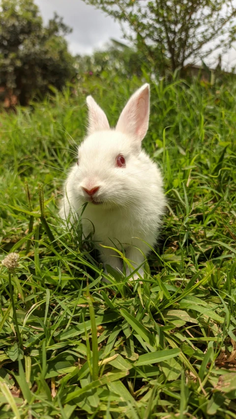 a small white bunny in a grassy field