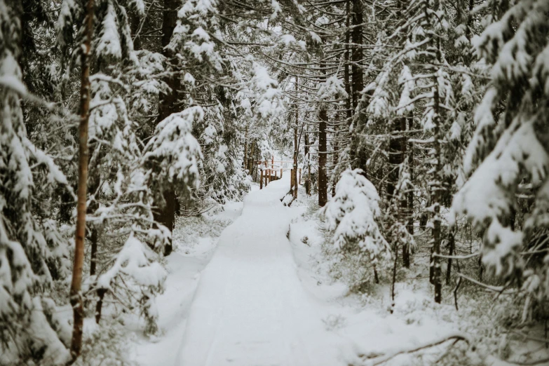 a snow covered path through a wooded forest