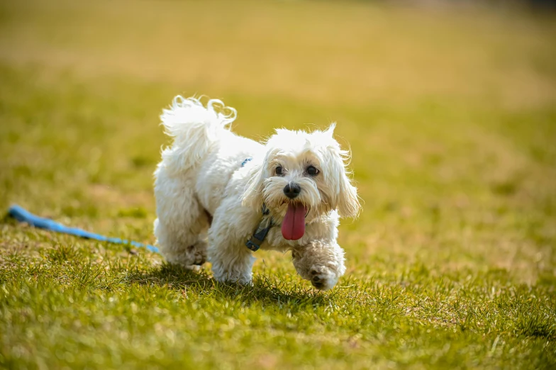 a small white dog in a grassy area