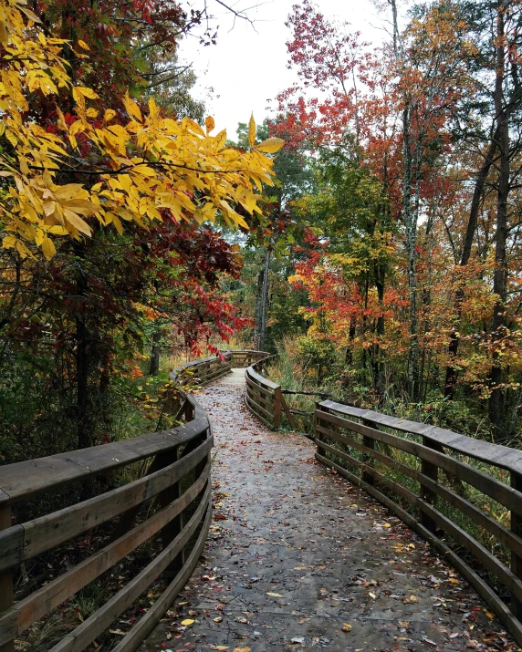 a path between two sides of an autumn forest