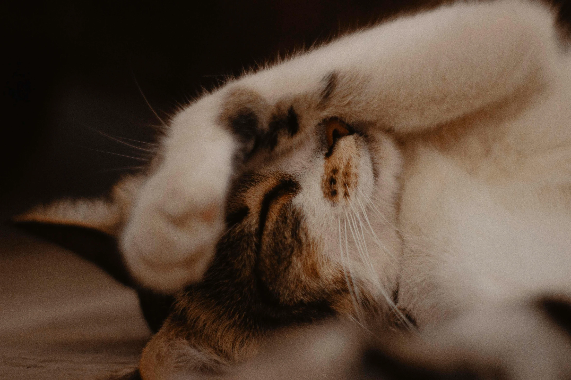 two cat s with their noses together on the ground