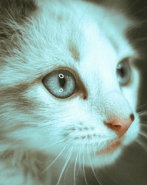 a close up of a cat's face with only one eye visible