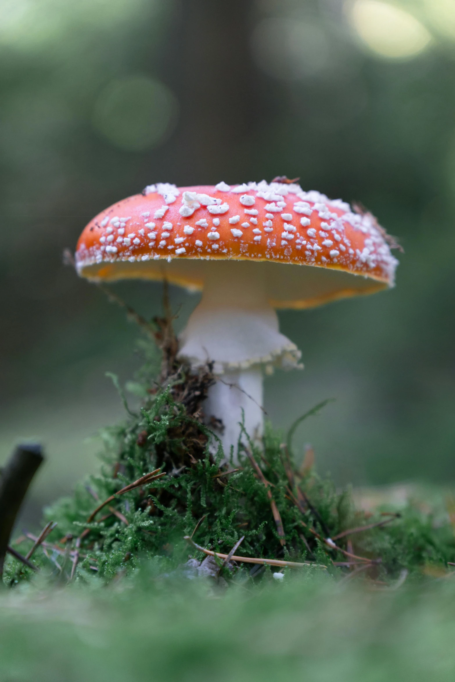 a single mushroom in some grass with trees in the background