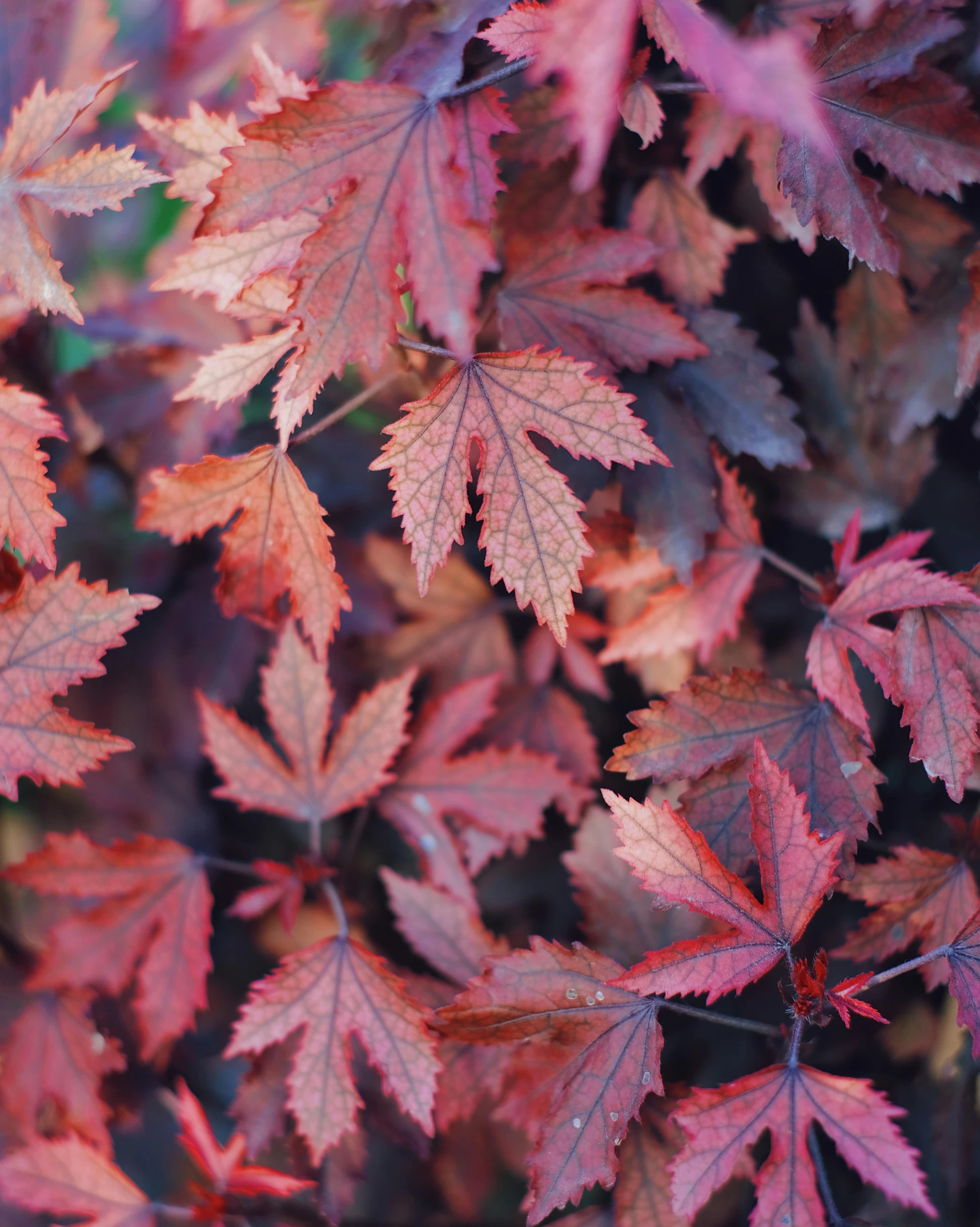 autumn colors are shown on a tree in the woods