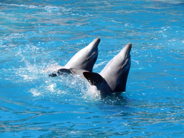 two dolphins jumping out of the water in their enclosure