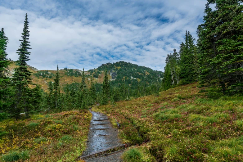 a dirt path surrounded by trees on a hill