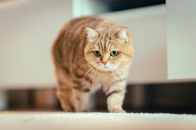 a cat walking across a room with white walls