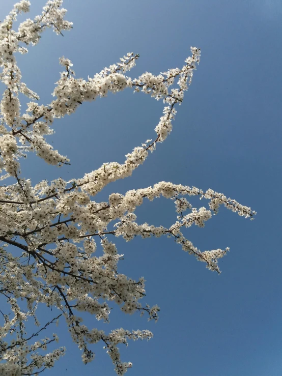 a tall tree with white flowers near a blue sky