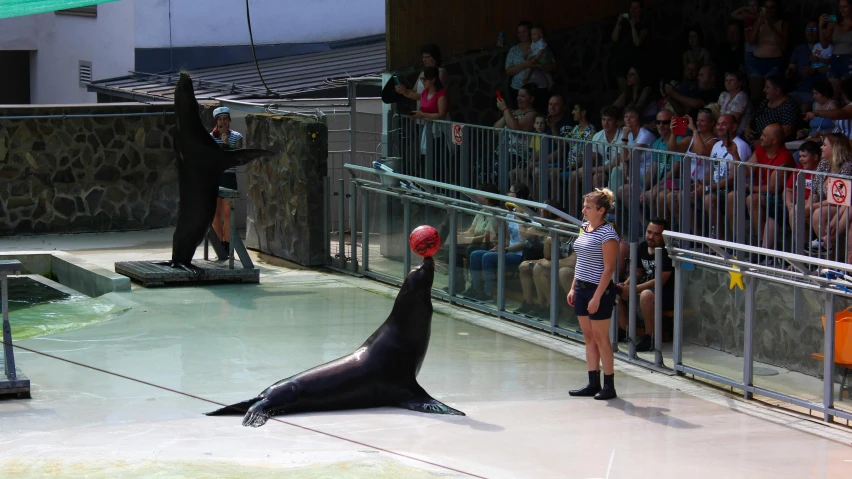 a dolphin stands in front of a girl in front of an audience