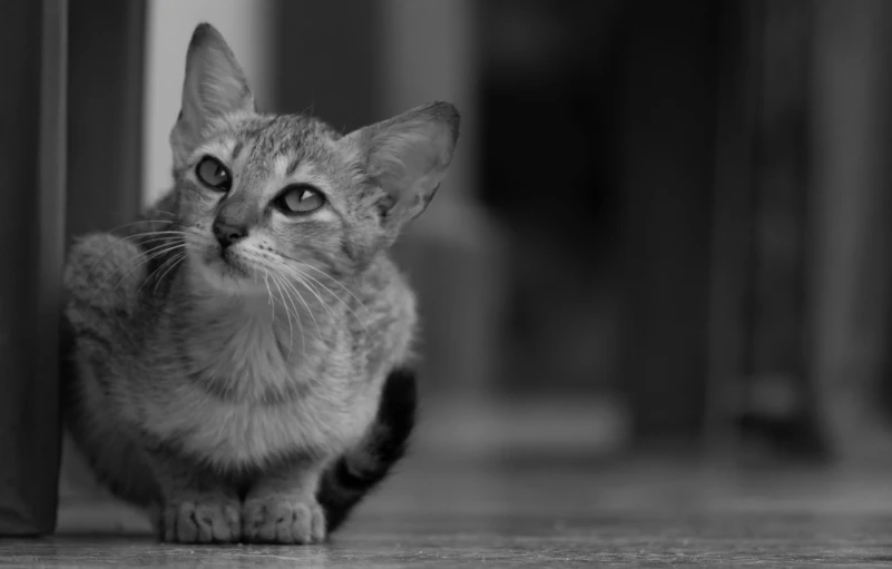 black and white image of a kitten sitting in front of a door