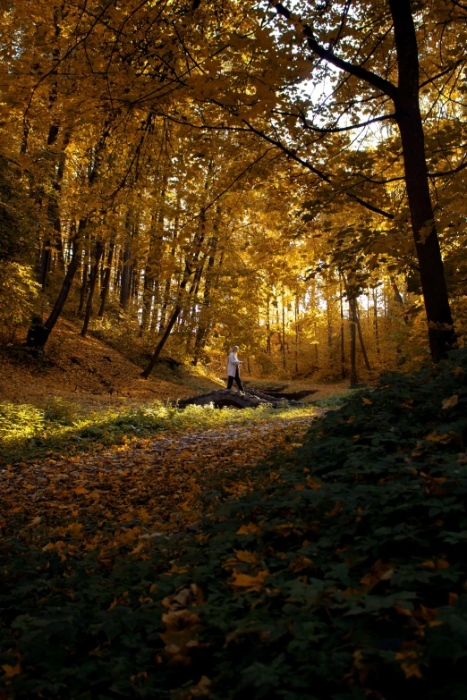 a person sits in the sun on a rock near a leaf covered pathway