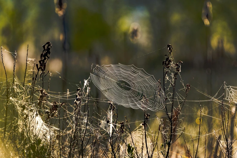 a pograph of a piece of grass with dews on it