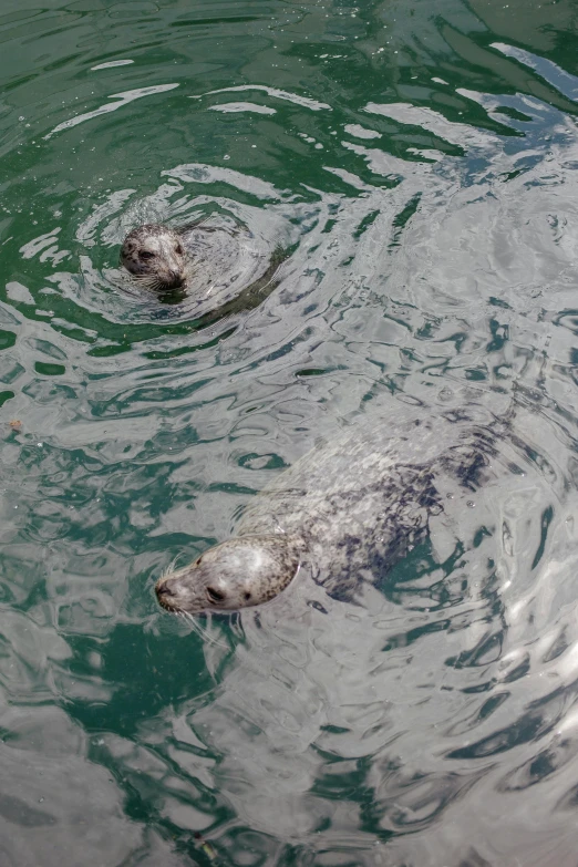 two seal swim in the ocean waters